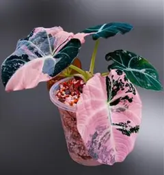 2025年最新】アロカシア 斑入り ピンクの人気アイテム - メルカリ