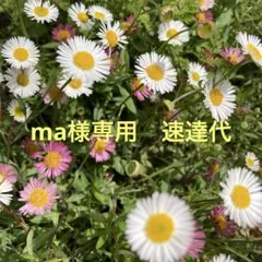 ma様専用　速達代のサムネイル