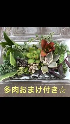 beagle44様 リクエスト 2点 まとめ商品