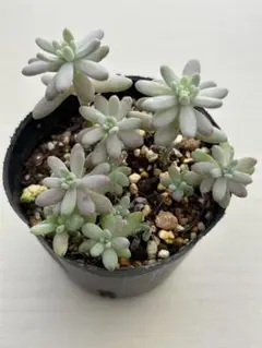 2025年最新】花団錦の人気アイテム - メルカリ