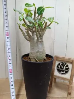 大株 アデニウム 根上 5号 - メルカリ