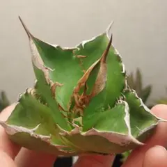 2026年最新】グレートホワイトシャーク アガベの人気アイテム - メルカリ