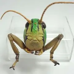 極美！昆虫標本】フィリピン カタゾウムシ 乾燥標本 - メルカリ