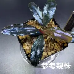 Bucephalandra sp. 