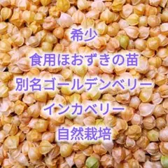 希少　食用ほおずき苗 3苗　ゴールデンベリー インカベリー　自然栽培のサムネイル