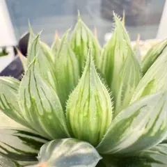 ⚠️高額注意⚠️ ハオルチア ナイルの一滴 - メルカリ