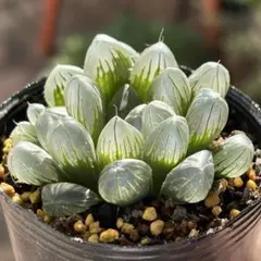 ちゃだ様 リクエスト 2点 まとめ商品