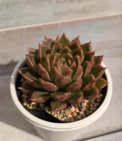 霜椿×トバレンシス☆実生苗☆交配苗☆多肉植物☆エケベリア