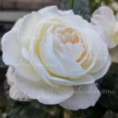 薔薇 切り花品種 Ivoire - メルカリ