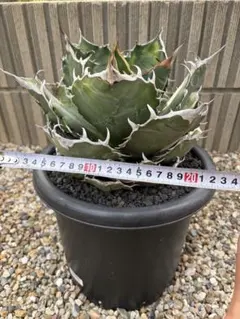 アガベ チタノタ 特大株の白鯨①直径約20cm 鉢ごと 短葉 強鋸歯