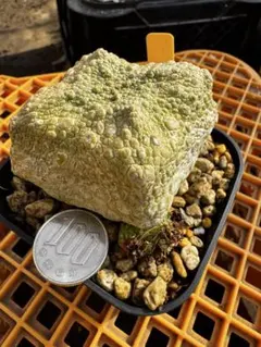 2025年最新】プセウドリトスの人気アイテム - メルカリ