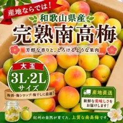 和歌山県産 完熟南高梅‼️L〜2L混合‼️2kg みかんキング 家庭用