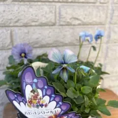 ＊ひまわり＊様専用 ビオラ♡パンジー