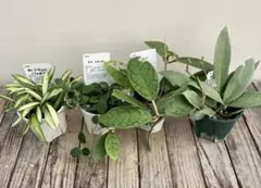 2026年最新】ホヤ マチルダの人気アイテム - メルカリ