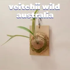 ビカクシダ veitchii wild Australia子株ベイチーワイルド - メルカリ