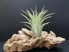 Ococo様 リクエスト 2点 まとめ商品