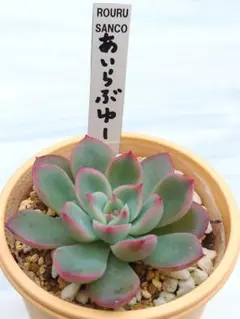 2025年最新】ロウルサンコさん苗の人気アイテム - メルカリ