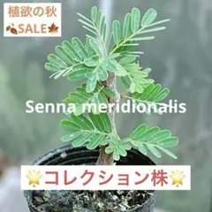 sea様 リクエスト 2点 まとめ商品