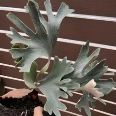 【ビカクシダ・ヒリー サタヒップ】ゆうゆうメルカリ便 ビカクシダ・ヒリー サタヒップ】ゆうゆうメルカリ便