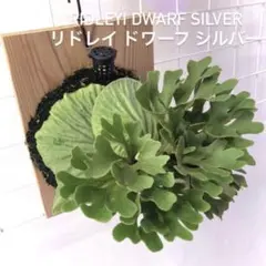 ビカクシダ ridleyi dwarf silver リドレイ ドワーフシルバー - メルカリ