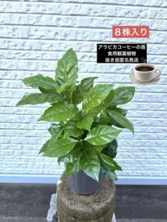 kou　通気良い梱包　コーヒーの木　アラビカ　土植え　観葉植物 kou様専用 通気良い梱包 コーヒーの木 アラビカ 土植え 観葉植物