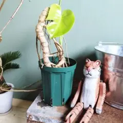 みほ⭐️未使用品はお値引き不可⭐️ モンステラデリシオーサ の検討 2025年最新】モンステラデリシオーサの人気アイテム - メルカリ