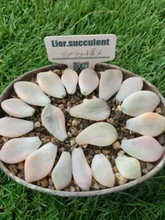 優飛mama様 リクエスト 2点 まとめ商品