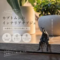 847 真鍮製 カブトムシ オブジェ 置物 ブラス 昆虫 インテリア 縁起物のサムネイル