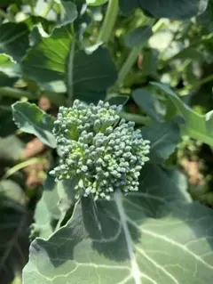 haku様専用ページです