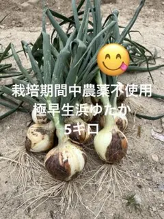 専用　新玉ねぎ（早生）旬野菜セット　農薬不使用　80size 専用 新たまねぎ（早生）旬野菜セット 農薬不使用 80size - メルカリ