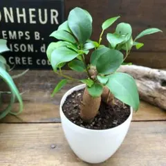 沖縄産ガジュマル　メルカリ便 実生 30年物 沖縄県産ガジュマル - メルカリ