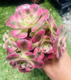 多肉植物 アエオニウム 5苗5種 女神錦込み 根土名前付き発送 - メルカリ