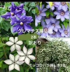 クレマチス挿し穂6本セット (^^)/ネコポス便発送 - メルカリ