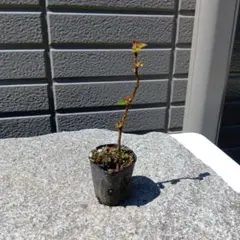 じん様 リクエスト 4点 まとめ商品