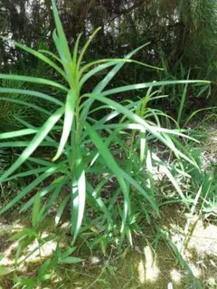 無農薬　梶ノ木の苗木　高さ133cm、 白い百合の苗木、おかめ笹50株 我が家の庭の無農薬 白い百合の苗木2本 おかめ笹30株 おまけ足元の苔