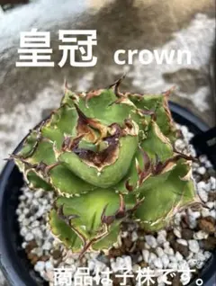 2025年最新】アガベクラウンの人気アイテム - メルカリ