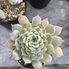 なつなつ様 リクエスト 2点 まとめ商品