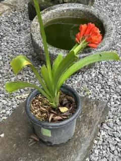 メルカリ便で発送❣️現品　実生苗　君子蘭　緑花　大株　抜き苗 クンシラン 君子蘭 斑入り 大株 - メルカリ