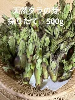 天然タラの芽　採りたて　500g 青森産のサムネイル
