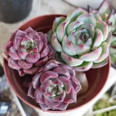 多肉植物 2種セット