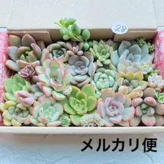 28 多肉植物　多肉弁当　詰め合わせ　寄せ植え　セット　カット苗　韓国苗　セダム