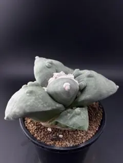 サボテン　アリオカルプス　花牡丹モンスト　国内繁殖株　実生のサムネイル