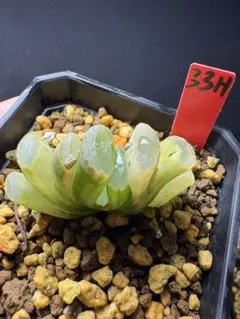 102h 多肉植物 ハオルチア 流星万象錦糊斑 自家繁殖 鉢植え発送 - メルカリ