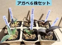 2026年最新】アガベモンタナの人気アイテム - メルカリ