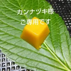 カンナヅキ様ご専用です。二ホンミツバチの蜜ろう15g×2個 No102~103