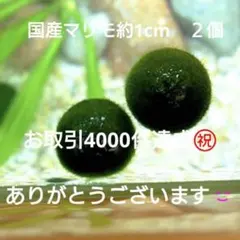国産マリモ 約１cm 100個 癒しのマリモ無農薬 国産マリモ 約1cm 1個 癒しのマリモ無農薬 - メルカリ