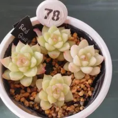 *_Rino_*様 リクエスト 6点 まとめ商品