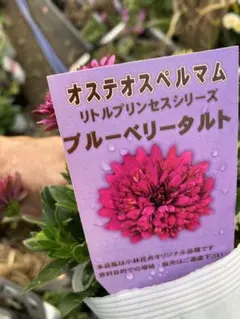 ちゃこ様専用　オステオスペルマム ブルーベリーとサニータルトを各１苗　第四種郵便
