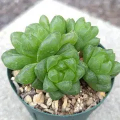 yu-ya様 リクエスト 3点 まとめ商品