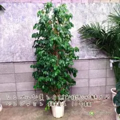 2026年最新】ベンジャミン10号鉢の人気アイテム - メルカリ